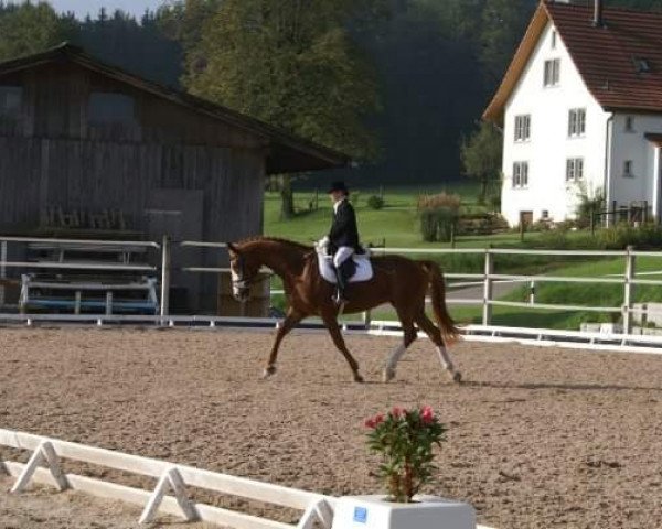 Pferd Lupo 64 (Hannoveraner, 1998, von Lastro)