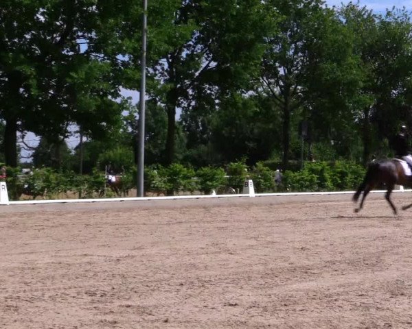 Reitturnier Fröndenberg 2019