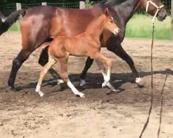 dressage horse Bayan (Westphalian, 2016, from Brisbane)