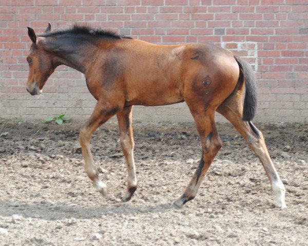 horse Dornröschen (Westphalian, 2015, from Diatano)