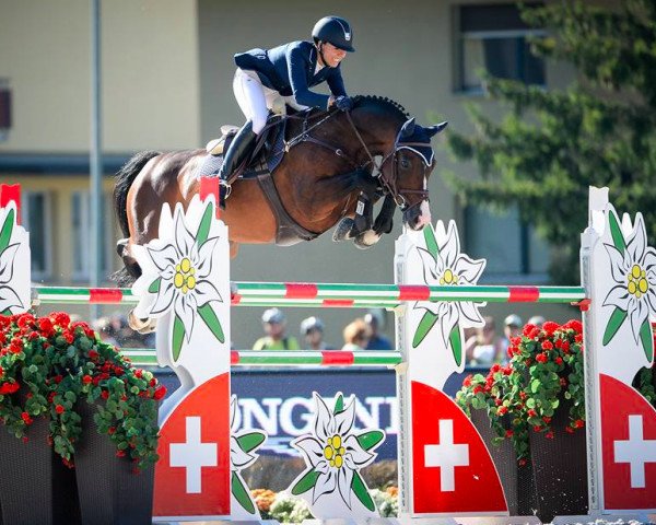 Springpferd Chijioke (Holsteiner, 2006, von Casall Ask)