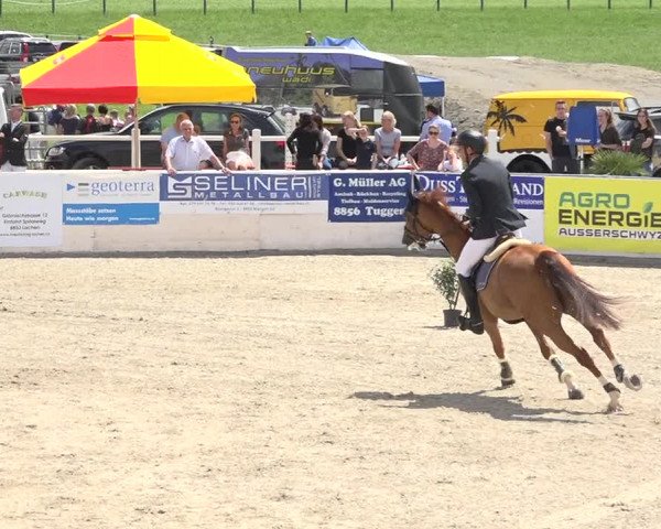 Reitturnier Galgenen 2019
