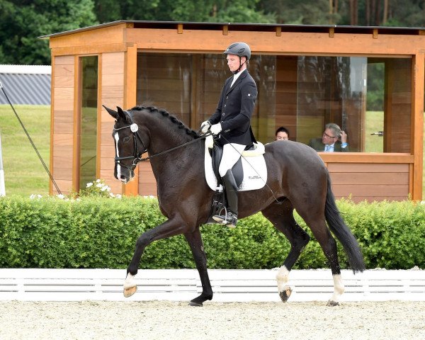 dressage horse Science Fiction OLD (Oldenburg, 2009, from San Amour I)