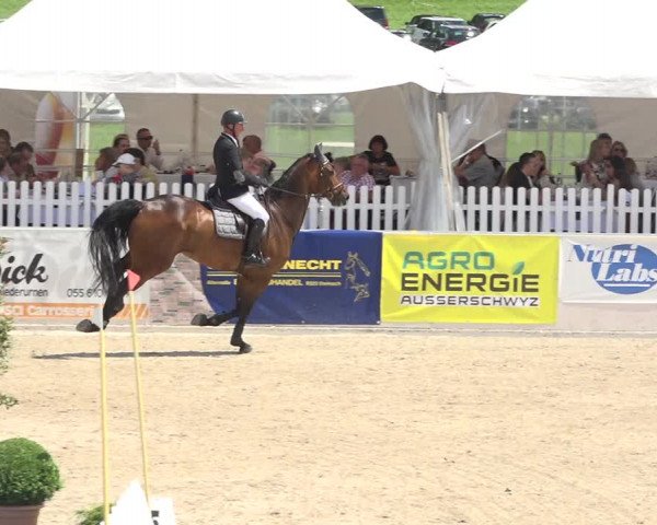 Reitturnier Galgenen 2019