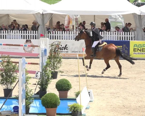 Reitturnier Galgenen 2019