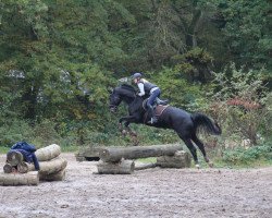 dressage horse Con Amore 11 (German Sport Horse, 2009, from Con Sherry)