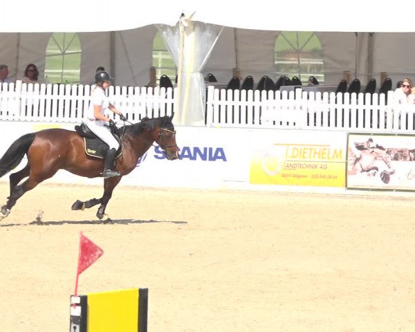 Reitturnier Galgenen 2019