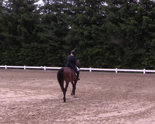 Reitturnier Halver 2019