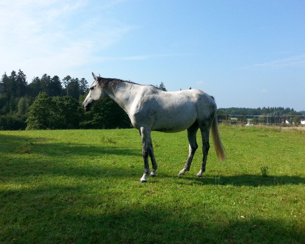 Broodmare Zypern E (Holsteiner, 2007, from Quidam de Revel)