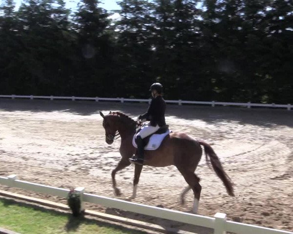 Reitturnier Halver 2019