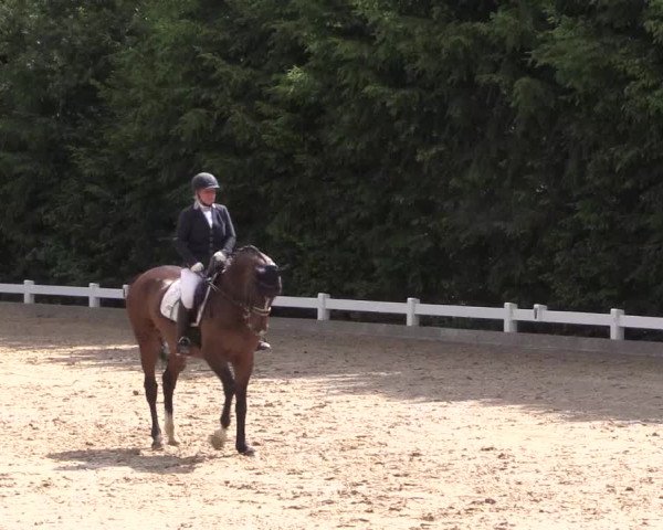 Reitturnier Halver 2019