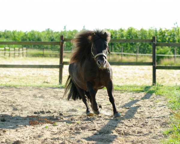 horse Balu (Shetland Pony, 2002)