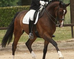 Dressurpferd Lestrade B 2 (Hannoveraner, 2005, von Laurentio)