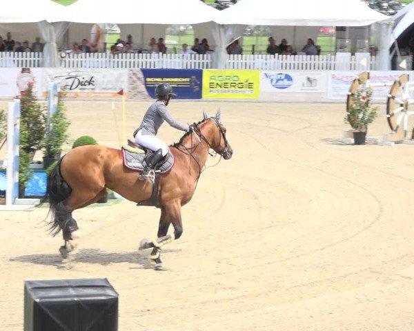 Reitturnier Galgenen 2019