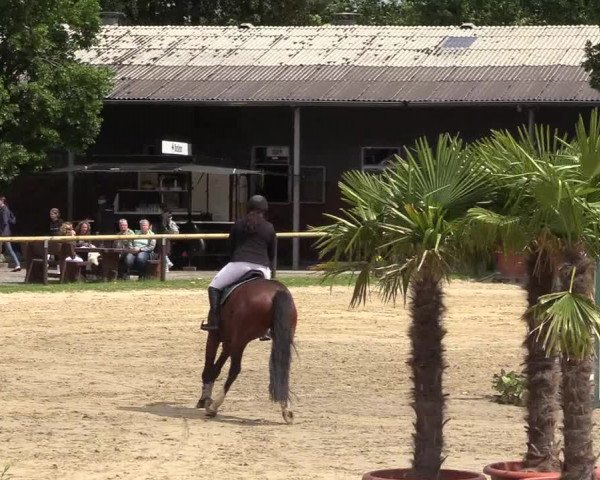 Reitturnier Halver 2019
