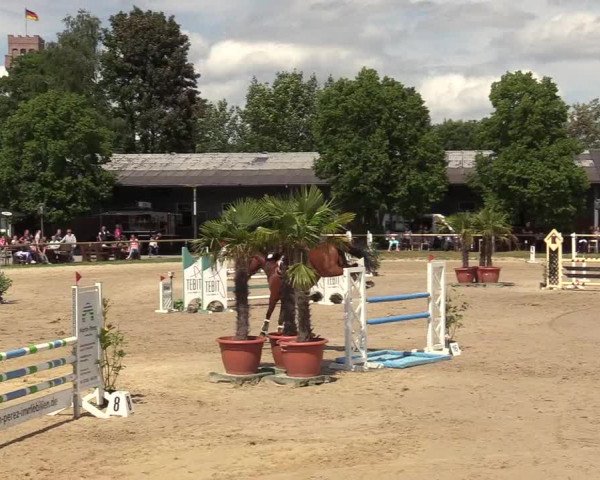 Reitturnier Halver 2019