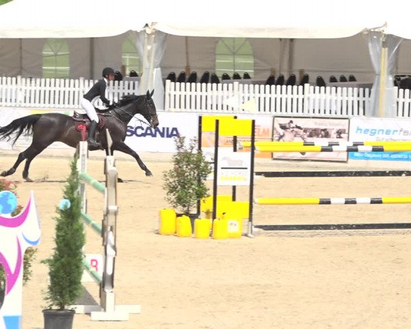 Reitturnier Galgenen 2019