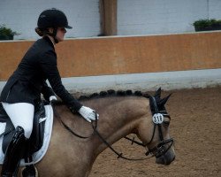 dressage horse Der Große Muck (German Riding Pony, 2009, from Danny Gold)