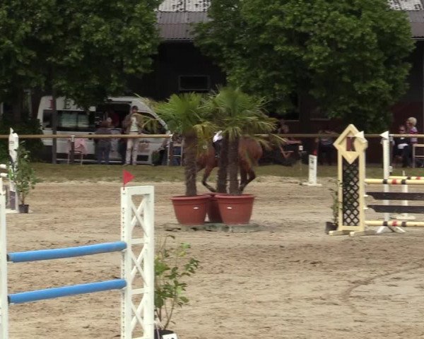 Reitturnier Halver 2019