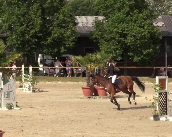 Reitturnier Halver 2019