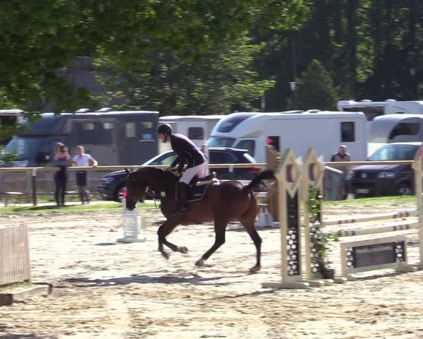 Reitturnier Halver 2019