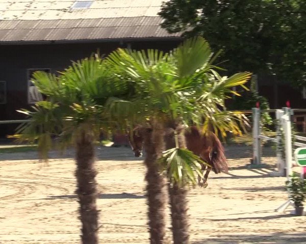 Reitturnier Halver 2019