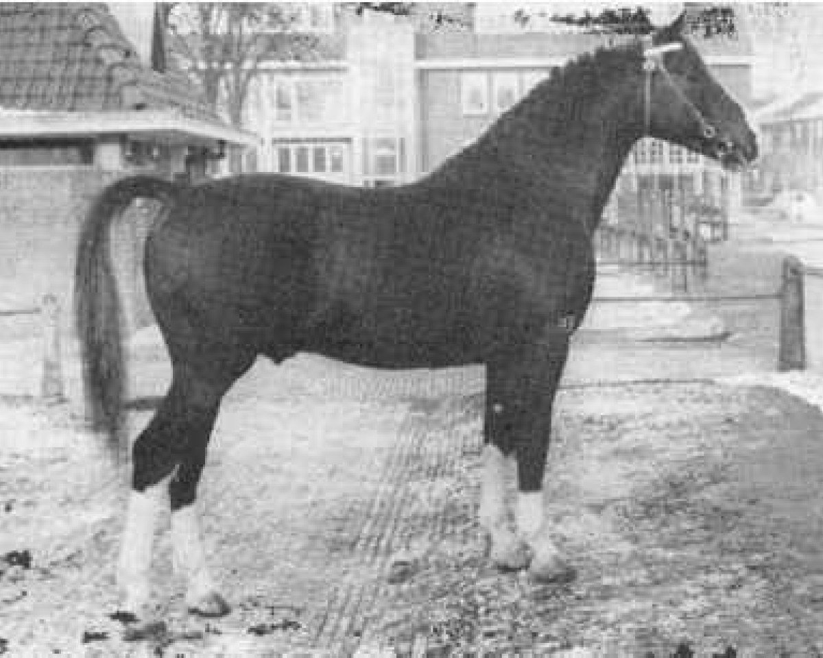 Deckhengst Wodan (Gelderländer, 1957, von L'Invasion AN)