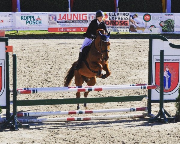 jumper Sayoran (Slovakian Warmblood, 2007, from Anchorage)