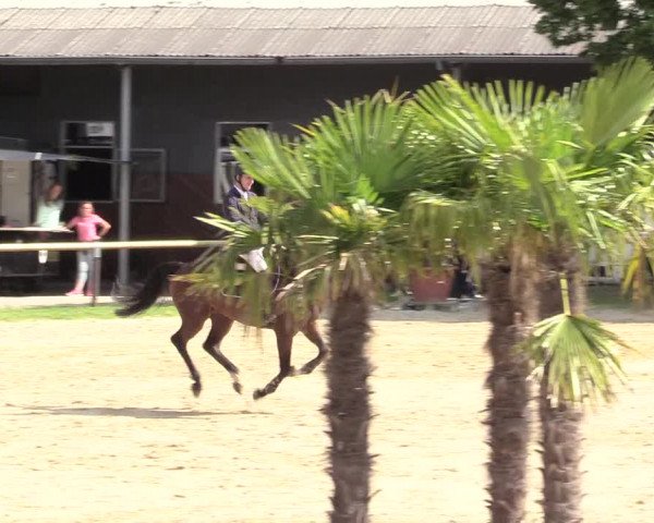 Reitturnier Halver 2019