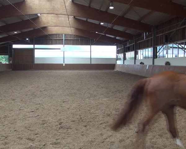 Reitturnier Fröndenberg 2019