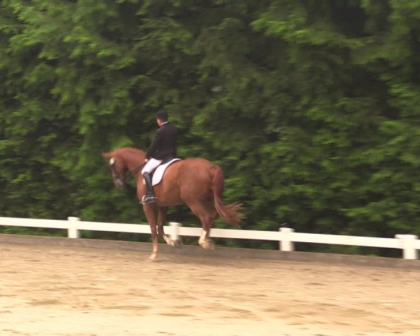 Reitturnier Halver 2019