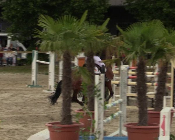 Reitturnier Halver 2019