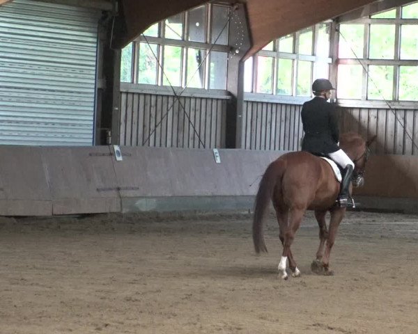 Reitturnier Fröndenberg 2019