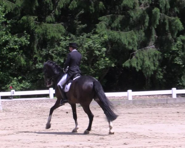 Reitturnier Halver 2019