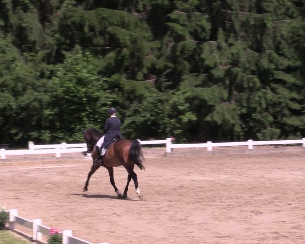 Reitturnier Halver 2019