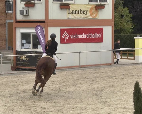 Reitturnier Durmersheim-Hardt 2021
