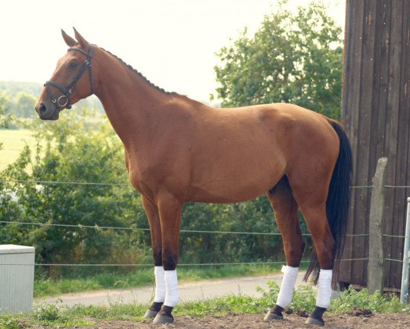 jumper Findus (Mecklenburg, 2010, from First Edition 10)
