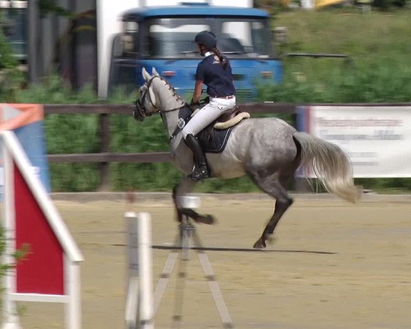 Reitturnier Schönfeld 2019