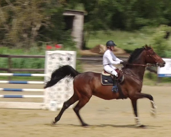 Reitturnier Schönfeld 2019