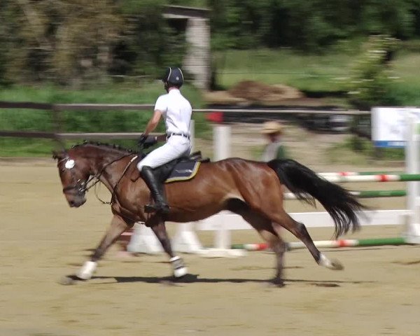 Reitturnier Schönfeld 2019