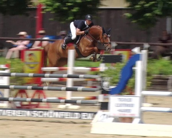 Reitturnier Schönfeld 2019