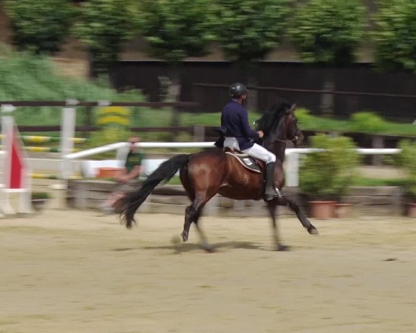 Reitturnier Schönfeld 2019