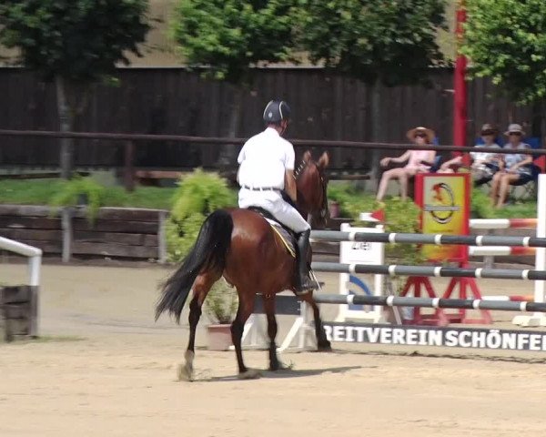 Reitturnier Schönfeld 2019