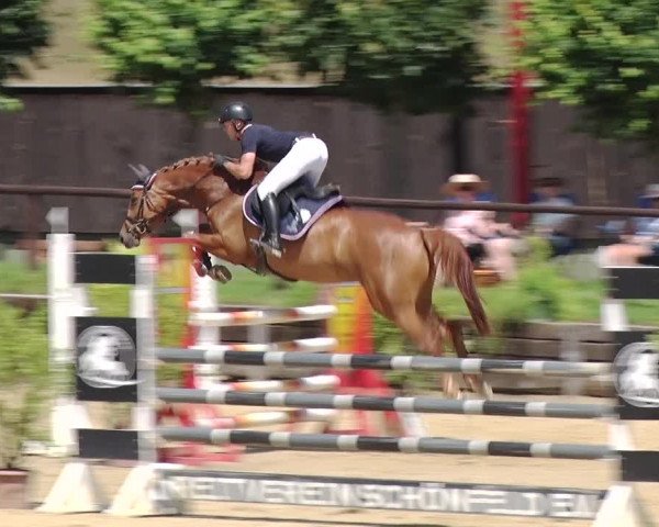 Reitturnier Schönfeld 2019