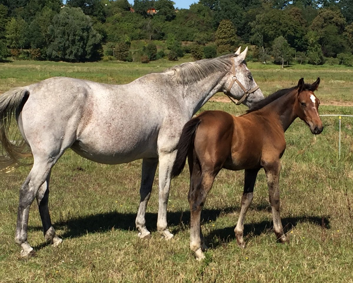 Pferd Dakito 12 (Holsteiner, 2016, von Diamant de Semilly)