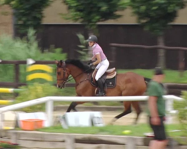 Reitturnier Schönfeld 2019