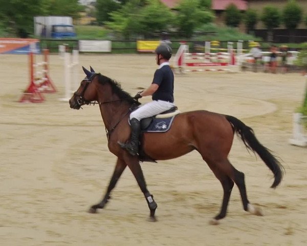 Reitturnier Schönfeld 2019