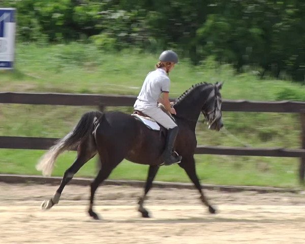 Reitturnier Schönfeld 2019