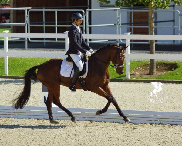horse Graf Tassilo (Trakehner, 2013, from Tambour)