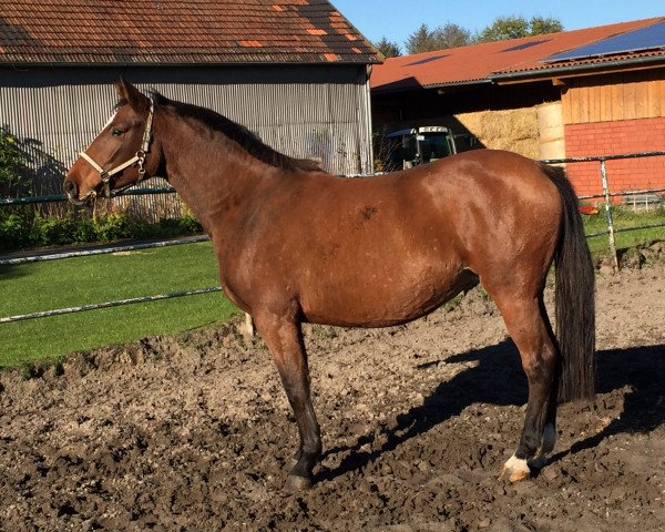 broodmare Stute von Cardino x Caletto x Colt (Holsteiner, 2010, from Cardino)